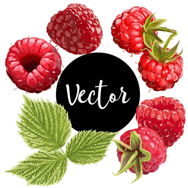 Illustration vectorielle de framboise rouge — Image vectorielle