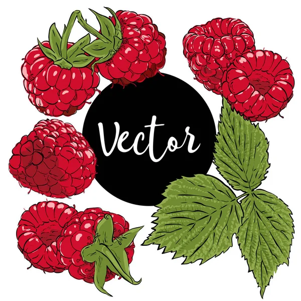 Kırmızı Ahududu illüstrasyon vektör