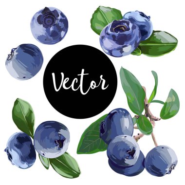 Vektör Bilberry illüstrasyon Set