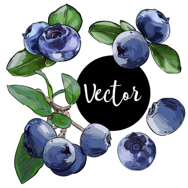 Vektör Bilberry illüstrasyon Set