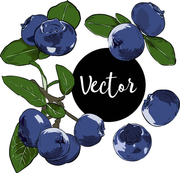 Conjunto de ilustração Vector Bilberry —  Vetores de Stock