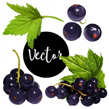Vektör Siyah frenk üzümü illüstrasyon Set