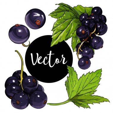 Vektör Siyah frenk üzümü illüstrasyon Set