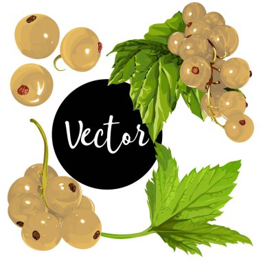 Vektör beyaz Frenk üzümü illüstrasyon Set