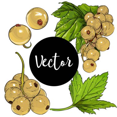 Vektör beyaz Frenk üzümü illüstrasyon Set
