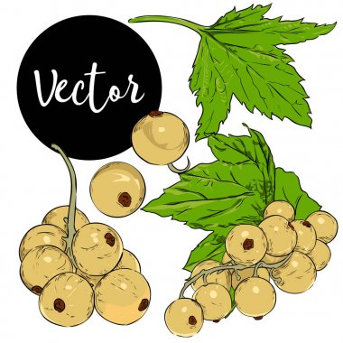 Vektör beyaz Frenk üzümü illüstrasyon Set