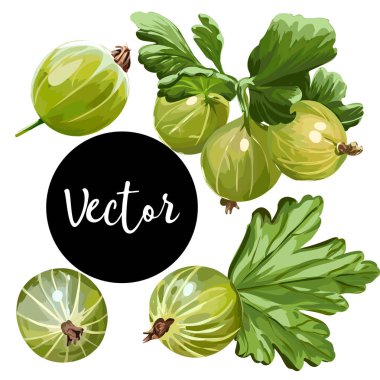 Vektör bektaşi üzümü illüstrasyon Set