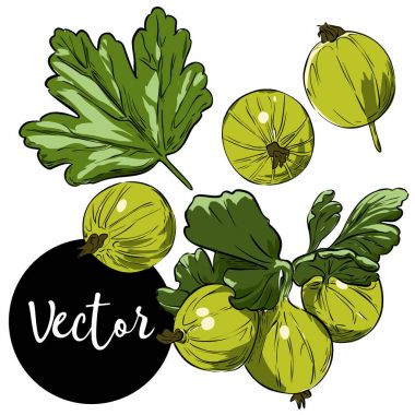 Vektör bektaşi üzümü illüstrasyon Set