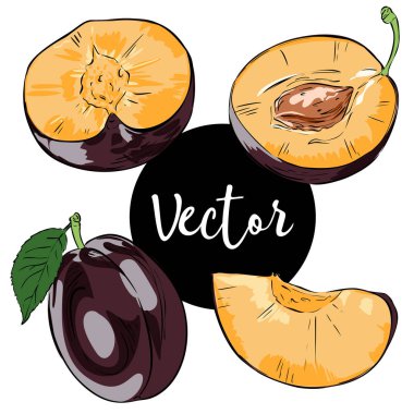 Vektör olgun Erik illüstrasyon Set