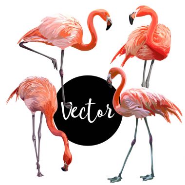 Vektör Pembe Flamingo illüstrasyon Set