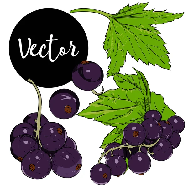 Set de ilustración de grosella negra vectorial — Archivo Imágenes Vectoriales