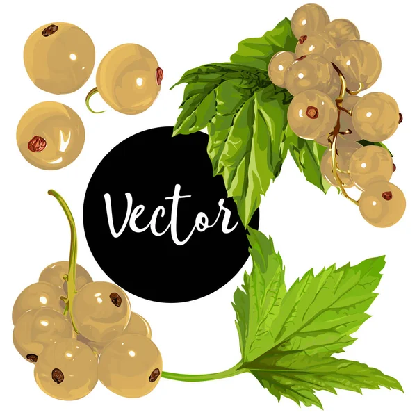 Ensemble d'illustration de curran blanc vectoriel — Image vectorielle