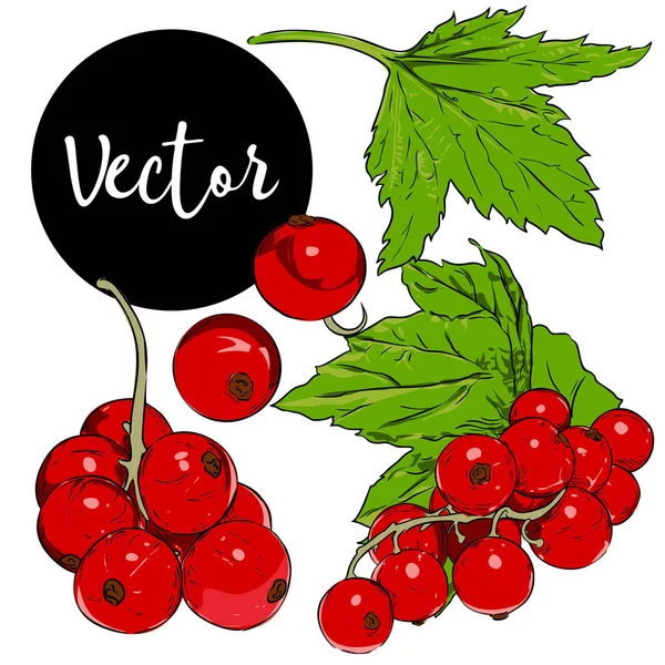 Set de ilustración de grosella roja vectorial — Vector de stock