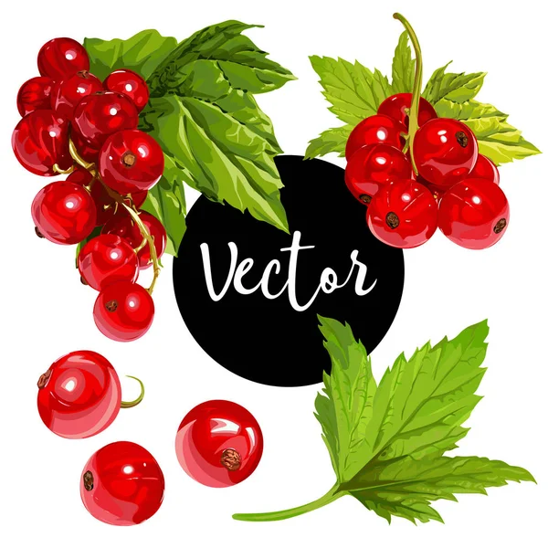 Ensemble d'illustration de currant rouge vectoriel — Image vectorielle