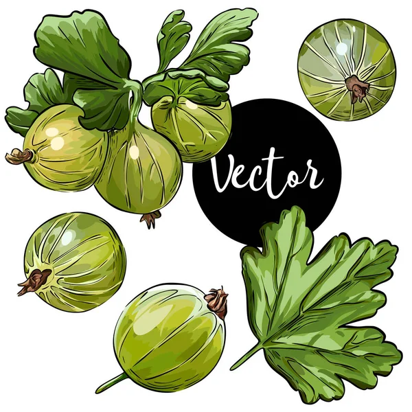 Vector Gooseberry Illustration Set — Stock Vector