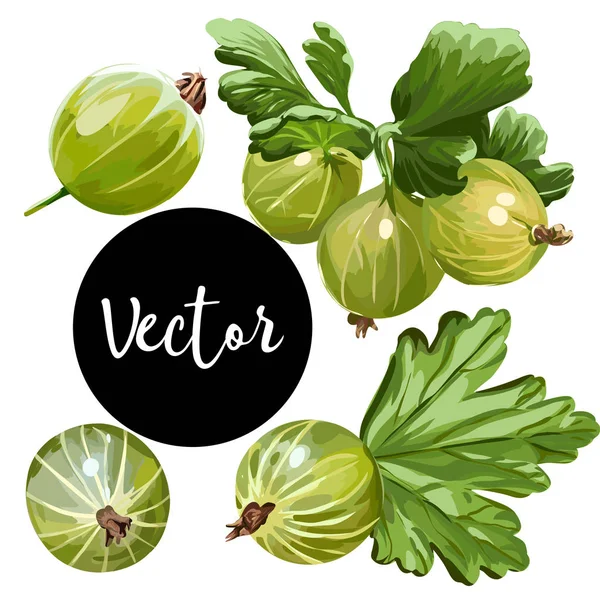 Vektör bektaşi üzümü illüstrasyon Set