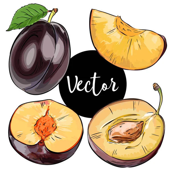 Vektör olgun Erik illüstrasyon Set