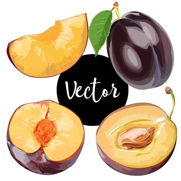 Ensemble d'illustration de prune mûre vectorielle — Image vectorielle