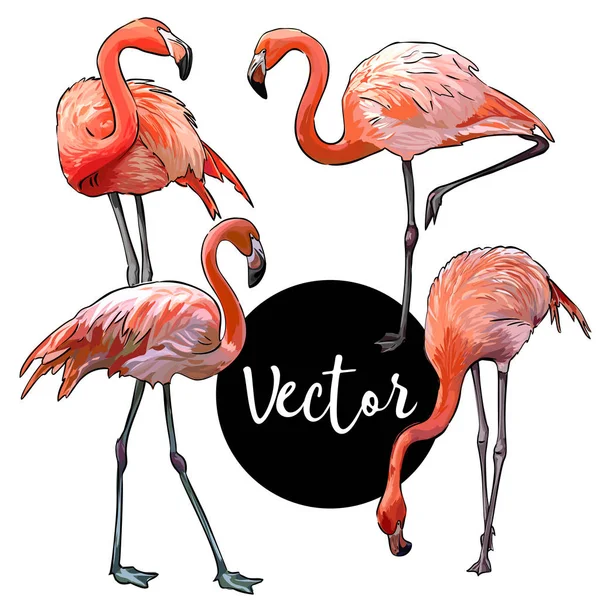 Vektör Pembe Flamingo illüstrasyon Set