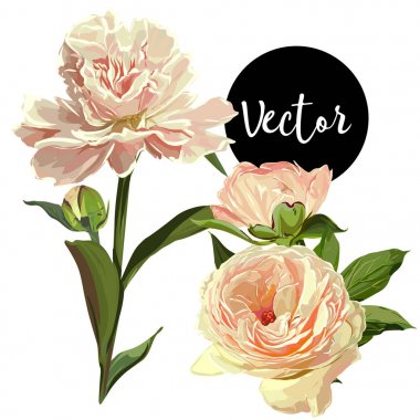 Vektör sarı Peonies illüstrasyon Set