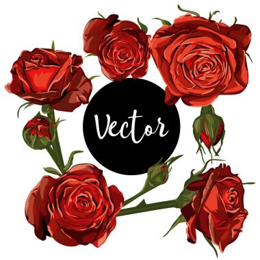 Vektör kırmızı gül illüstrasyon Set