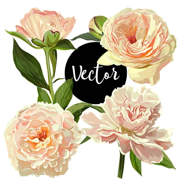 Vektör sarı Peonies illüstrasyon Set