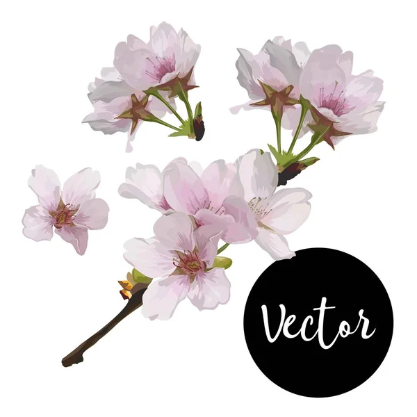 Vector körsbär blommor Illustration Set — Stock vektor