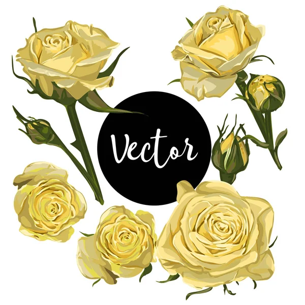 Conjunto de ilustrações amarelas de rosas vetoras —  Vetores de Stock