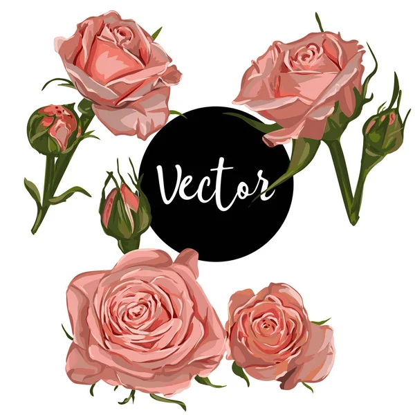 Conjunto de ilustración de rosas rosadas vectoriales — Archivo Imágenes Vectoriales