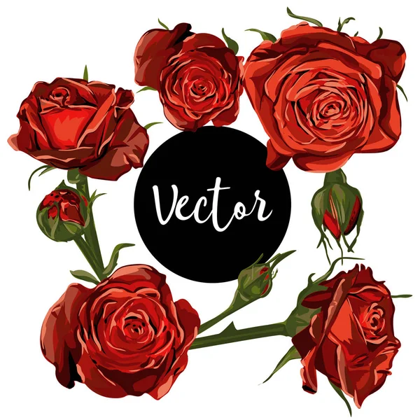 Vektör kırmızı gül illüstrasyon Set