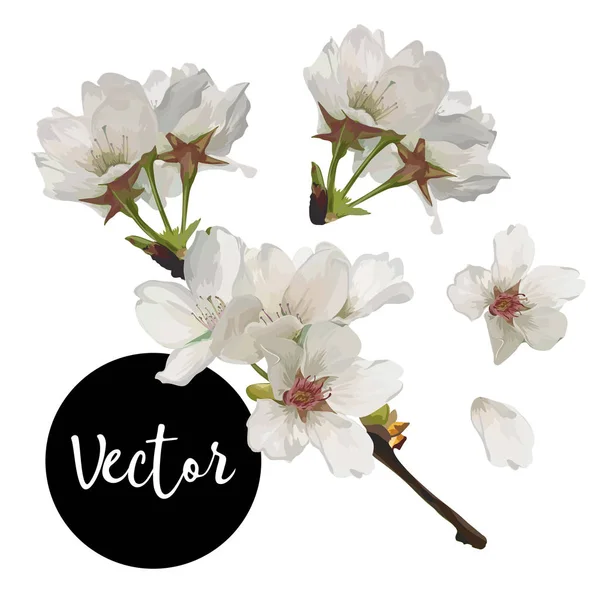 Vector körsbär blommor Illustration Set — Stock vektor