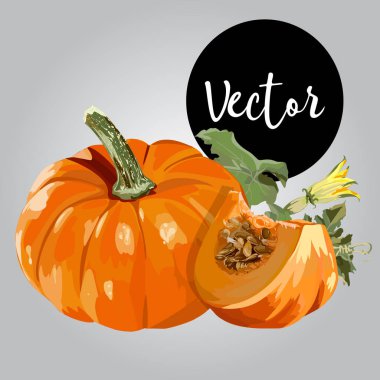 Vektör olgun kabak çizim