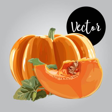 Vektör olgun kabak çizim