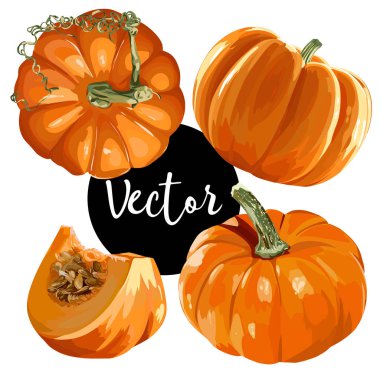 Vektör olgun kabak illüstrasyon Set
