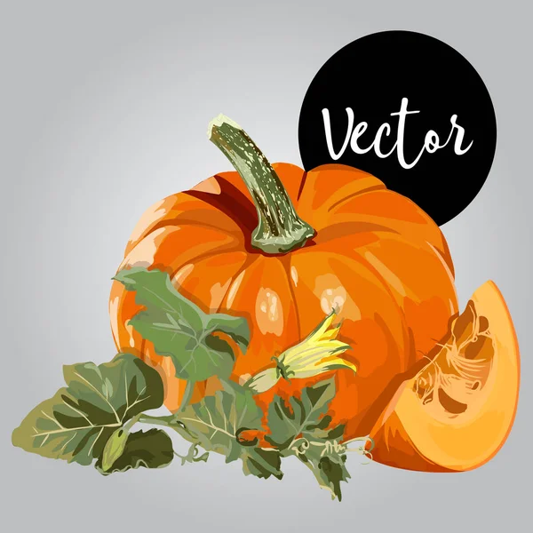 Illustration de citrouille mûre vectorielle — Image vectorielle