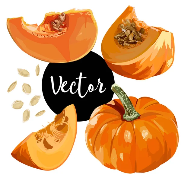 Ensemble d'illustration de citrouille mûre vectorielle — Image vectorielle