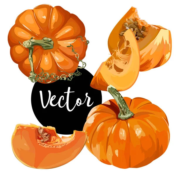 Vektör olgun kabak illüstrasyon Set