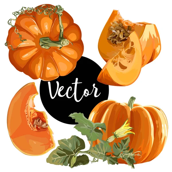 Ensemble d'illustration de citrouille mûre vectorielle — Image vectorielle