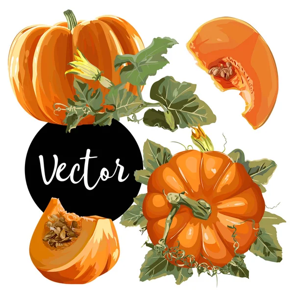 Vektör olgun kabak illüstrasyon Set