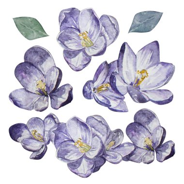 Sulu Boya bitkisi çiçek çizim seti