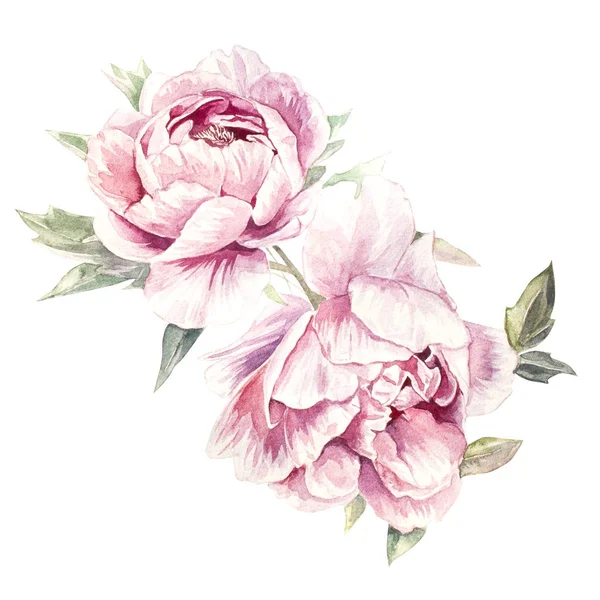 Aquarel Hand getrokken roze pioenrozen illustratie — Stockfoto