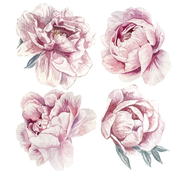 Suluboya elle çizilmiş pembe Peonies illüstrasyon