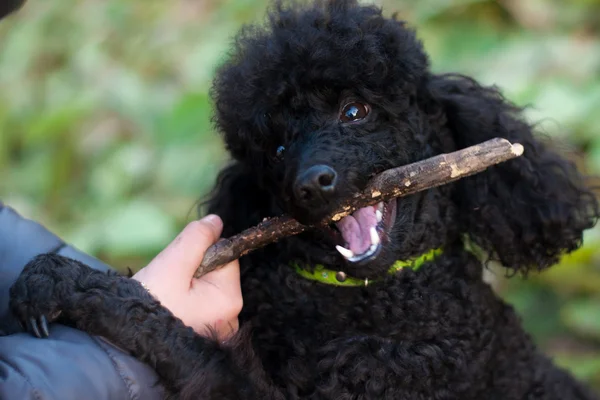 Caniche negro con un palo en la boca — Foto de Stock