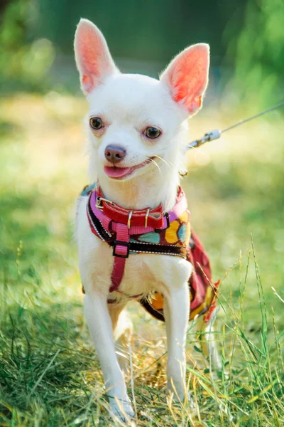 Chihuahua perro en ropa — Foto de Stock