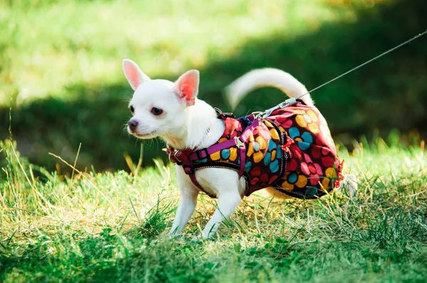 Chihuahua cane in vestiti — Foto Stock