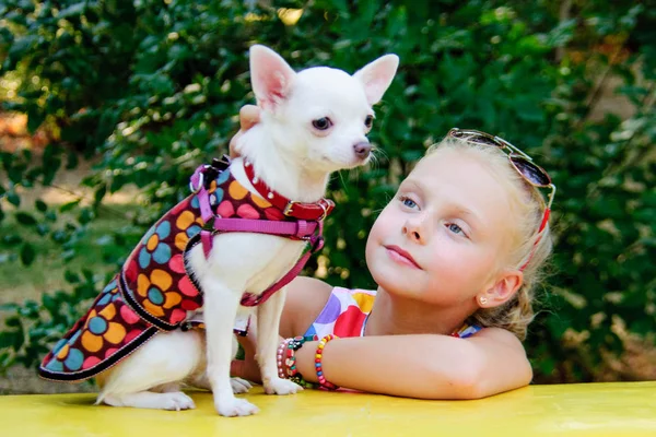 Chica con perro chihuahua crianza — Foto de Stock