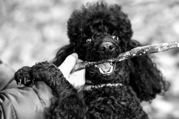 Poodle preto com um pau na boca — Fotografia de Stock