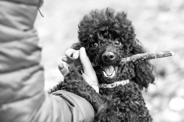 Caniche negro con un palo en la boca — Foto de Stock