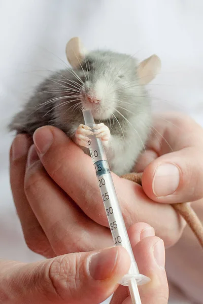 Tratamento ratos domésticos — Fotografia de Stock
