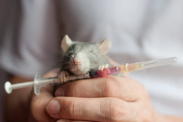 치료 국내 쥐 — 스톡 사진